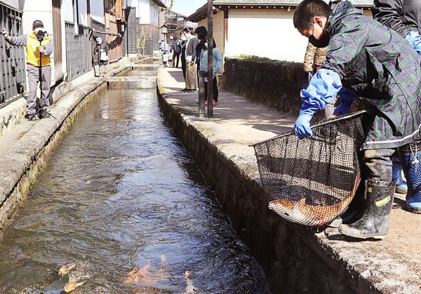 瀬戸川の鯉の引っ越し風景写真(2)