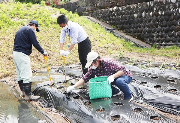 ヨモギ栽培の様子 写真(4)