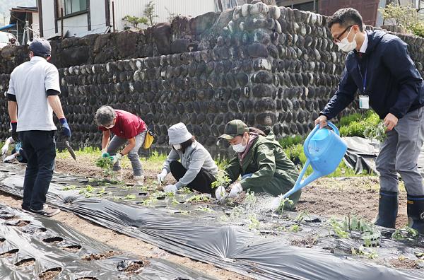 ヨモギ栽培の様子 写真(5)