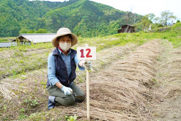 「ｍｙみょうが畑プロジェクト」風景写真(5)