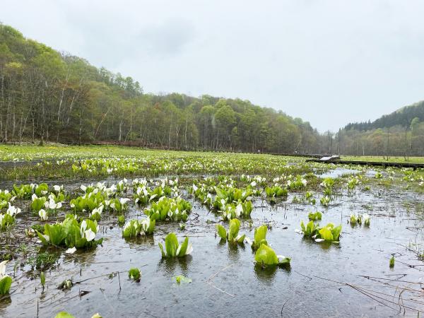 池ヶ原湿原イノシシ食害対策 風景写真(5)