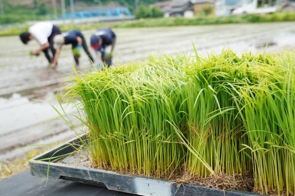 薫米プロジェクトの様子(7)