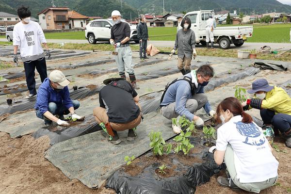 苗の移植作業の様子(4)