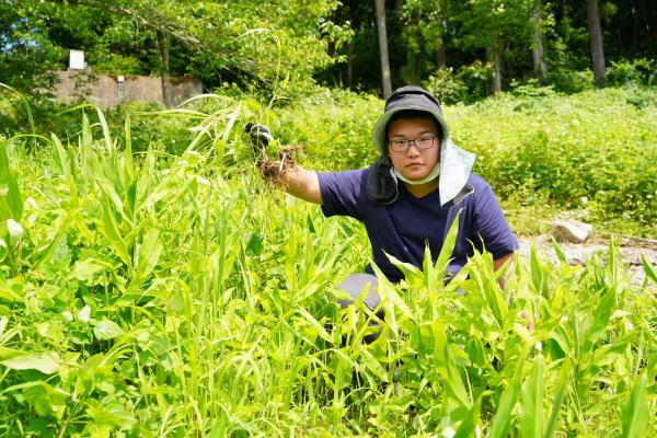 myみょうが畑プロジェクトの様子