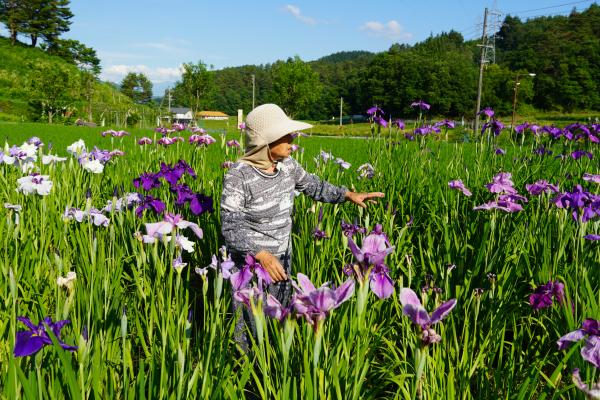 花菖蒲畑の様子