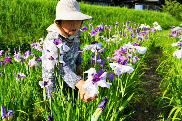 花菖蒲畑の様子