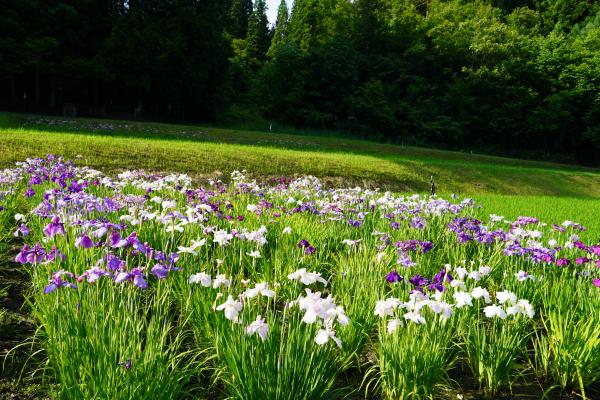 花菖蒲畑の様子