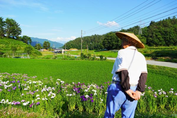 花菖蒲畑の様子