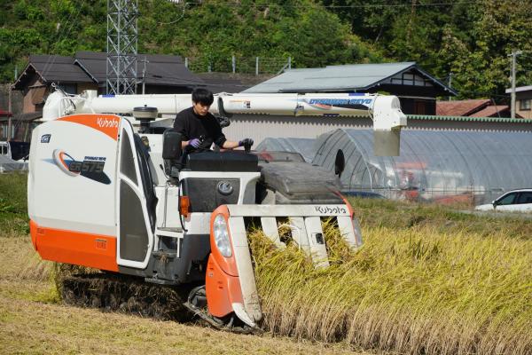 薫米収穫の様子