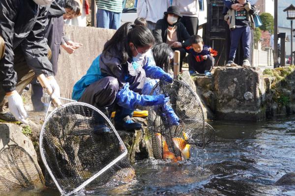 瀬戸川に鯉帰る(1)