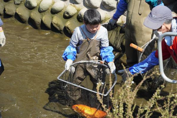 瀬戸川に鯉帰る(3)