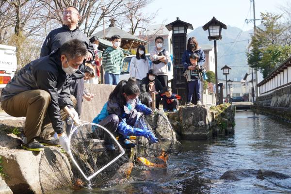 瀬戸川に鯉帰る(5)