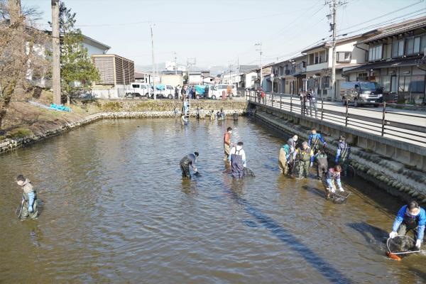 瀬戸川に鯉帰る(7)