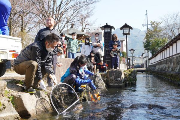 瀬戸川に鯉帰る(9)