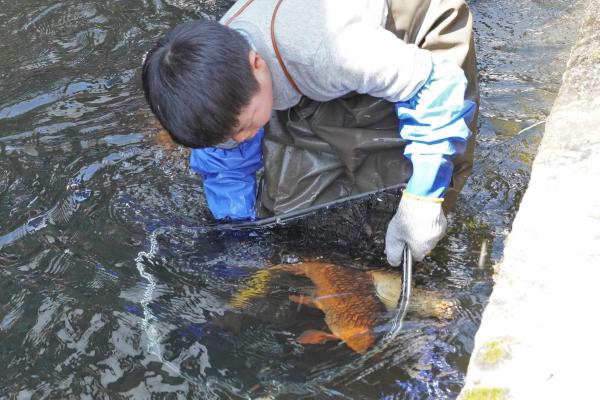 瀬戸川に鯉帰る(11)