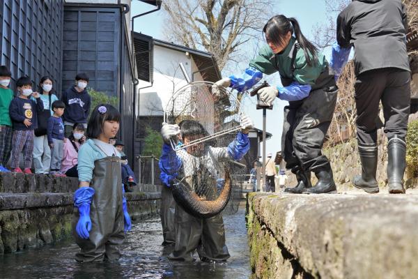 瀬戸川に鯉帰る(15)