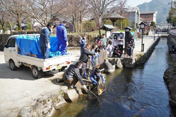 瀬戸川に鯉帰る(15)