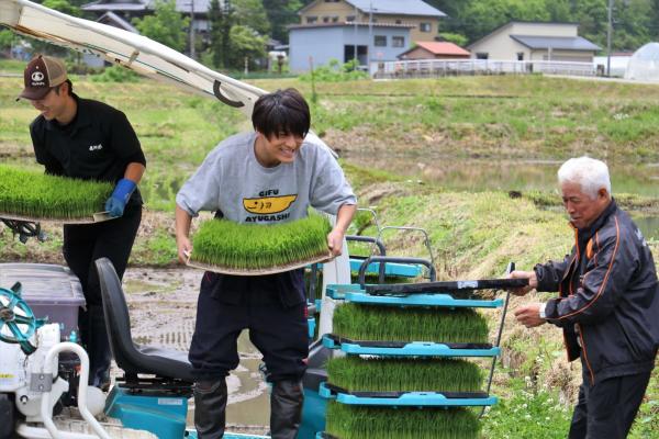 田植えの様子(2)