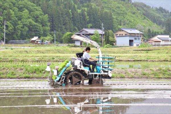 田植えの様子(7)