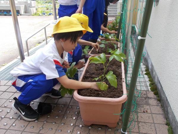 苗植えの様子(1)