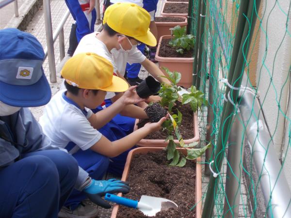 苗植えの様子(2)