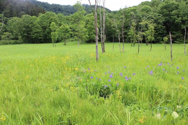 池ケ原湿原の風景