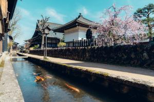 鯉の引っ越し写真