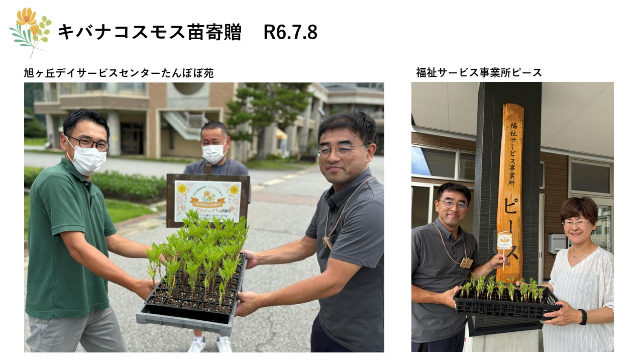 キバナコスモス苗寄贈の写真