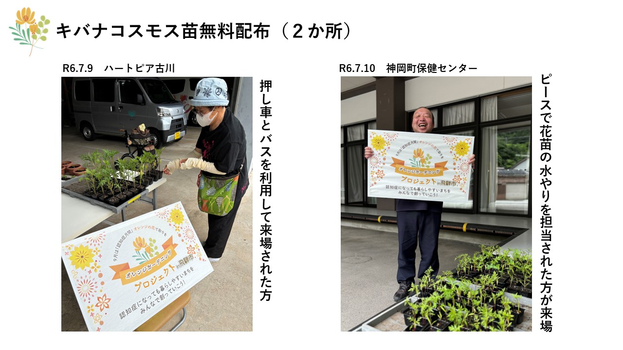 キバナコスモス苗無料配布の写真