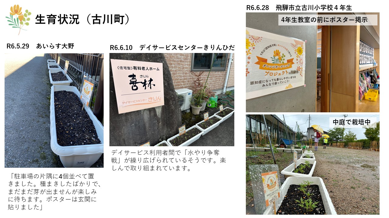 古川町の生育状況の写真