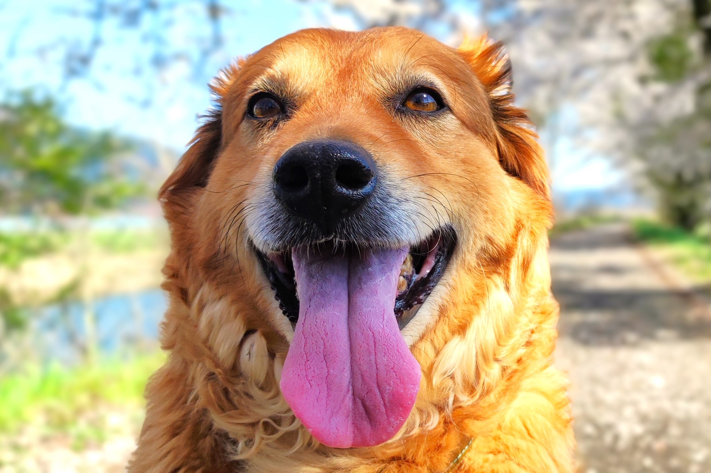 ペット（犬・猫）の健康に東洋医学の知恵を活かそう！その2イメージ画像