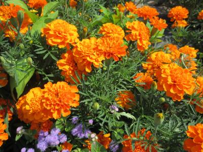 マリーゴールド