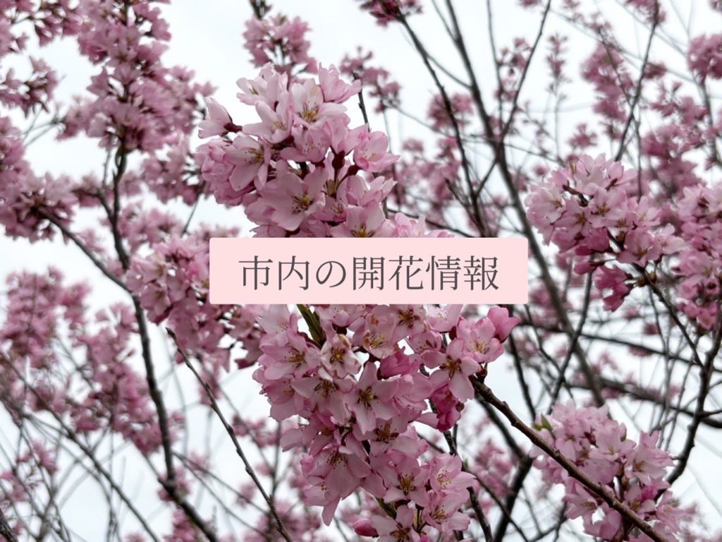 桜の開花情報