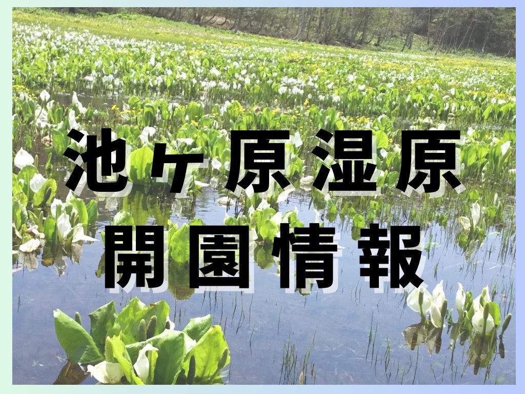 池ヶ原湿原開園画像