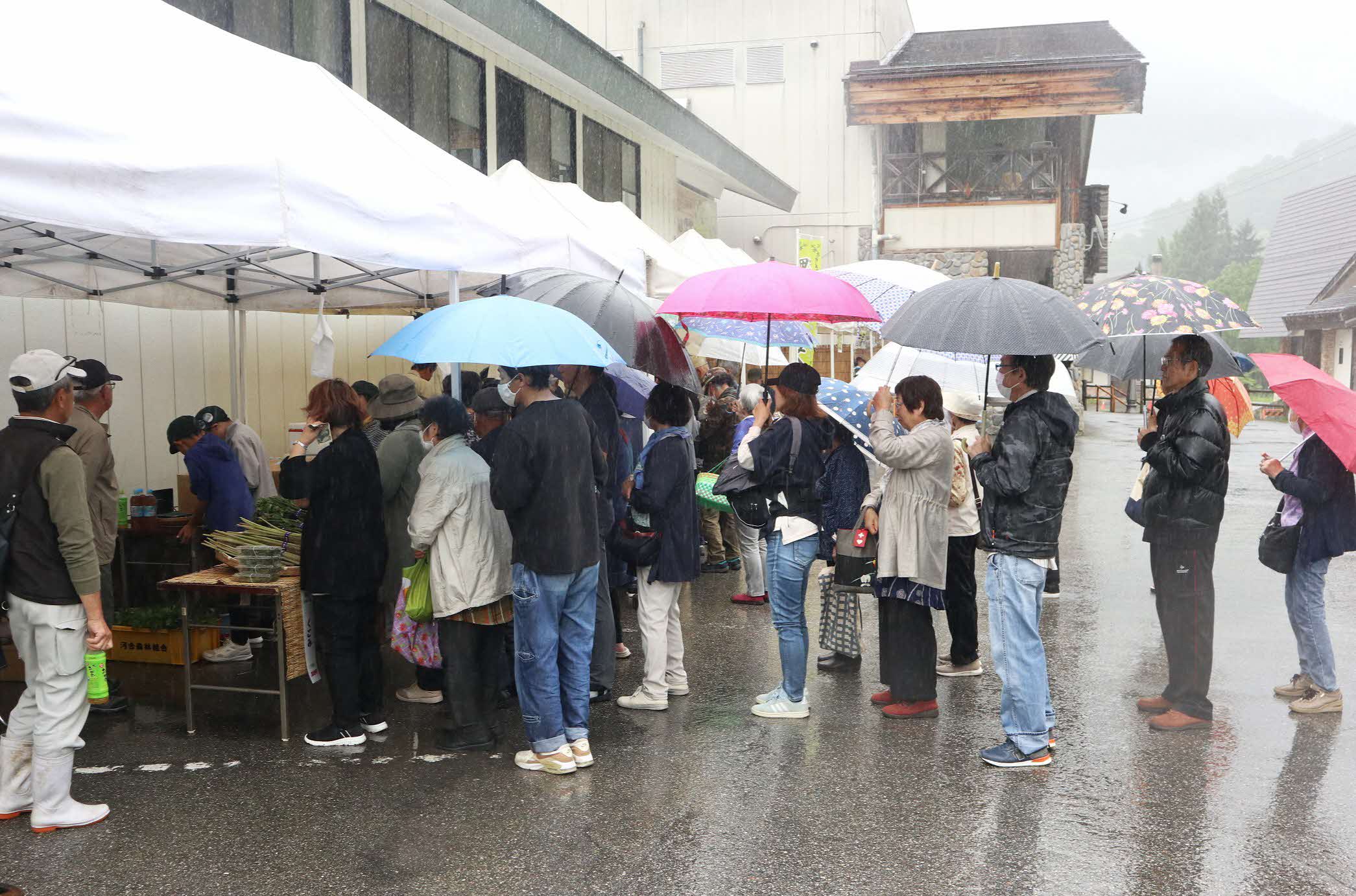 山菜の宝庫、河合町で山菜市が開かれました