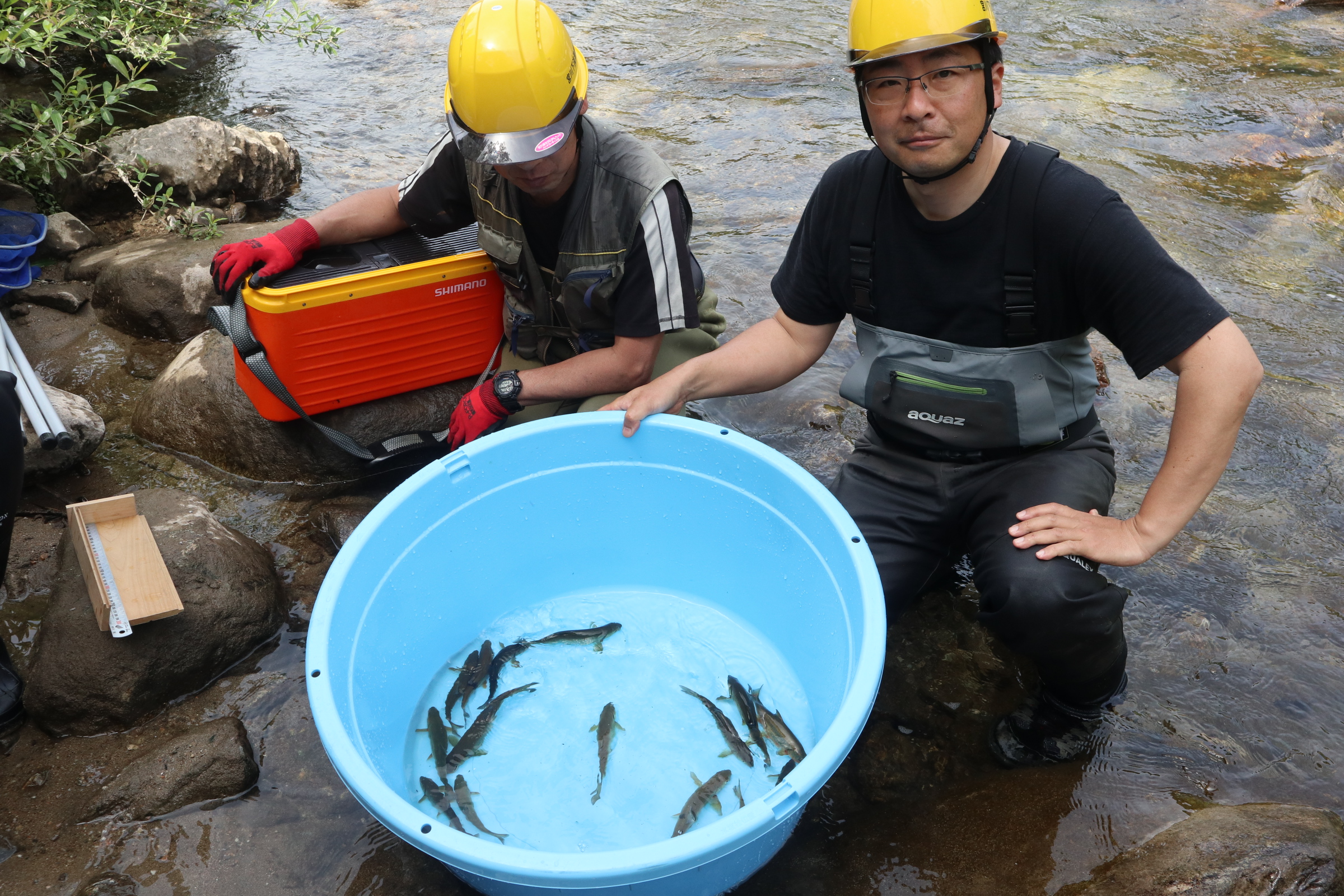 宮川下流漁協が魚類生息状況など「河川環境調査」を実施