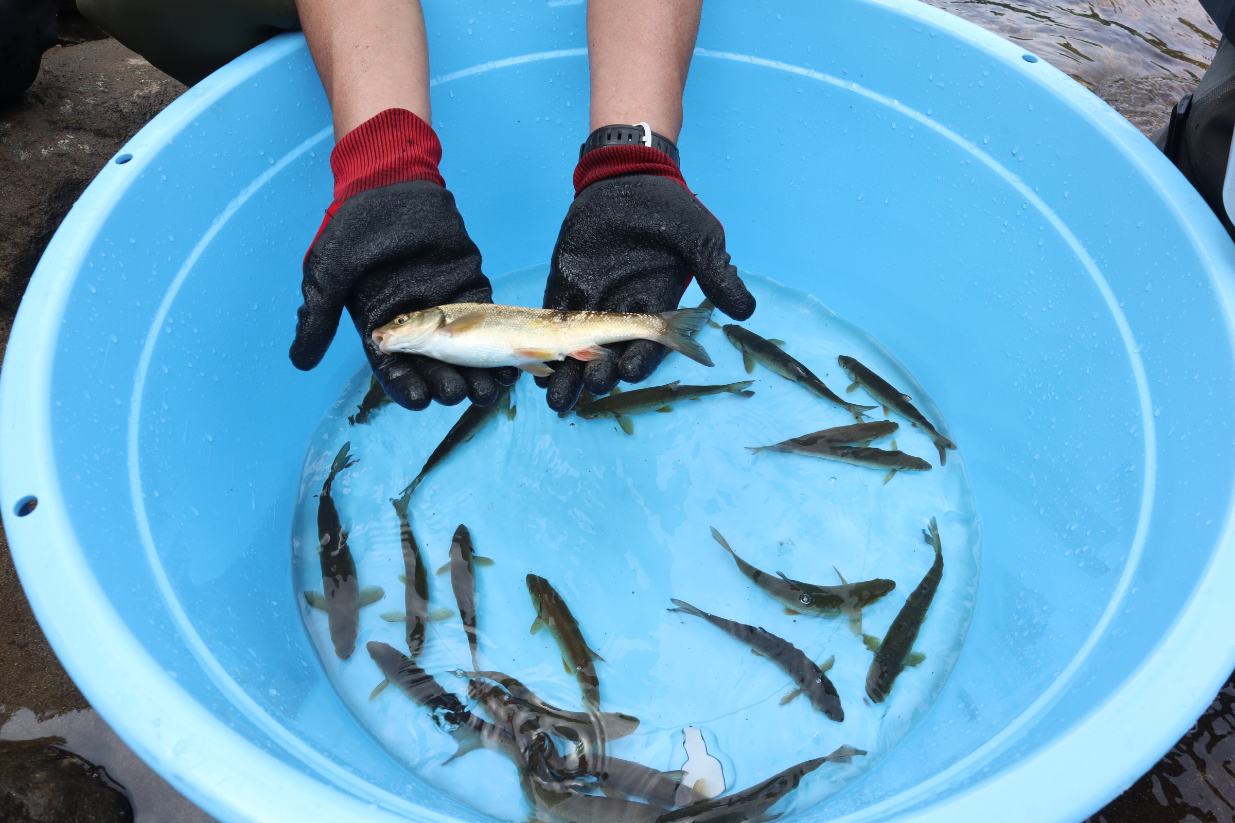 宮川下流漁協が魚類生息状況など「河川環境調査」を実施