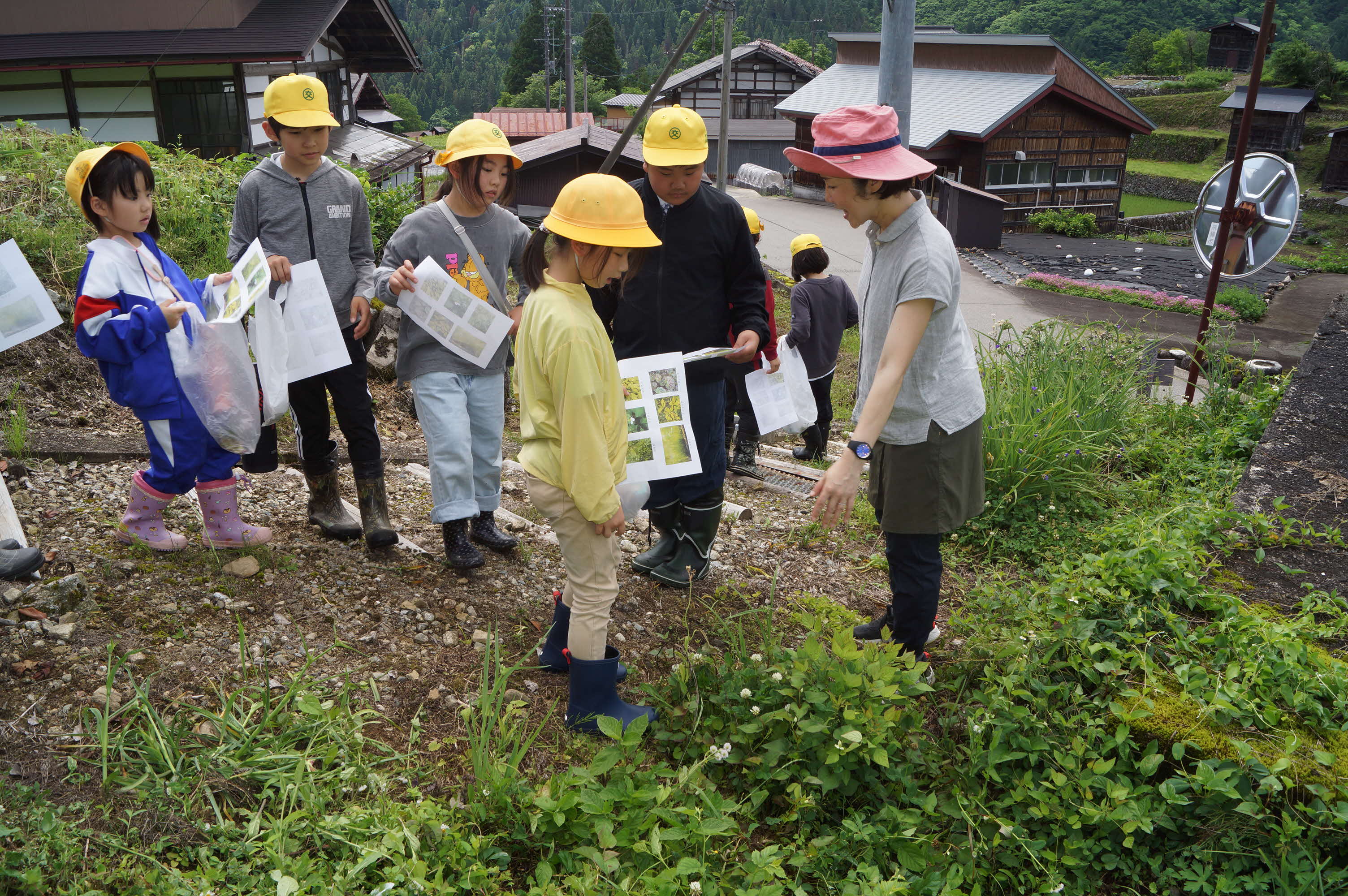 宮川小児童が薬草採取とガレットづくり