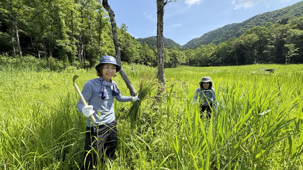 池ケ原湿原でボランティアによるヨシ刈り