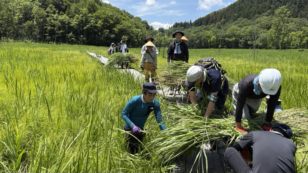 池ケ原湿原でボランティアによるヨシ刈り