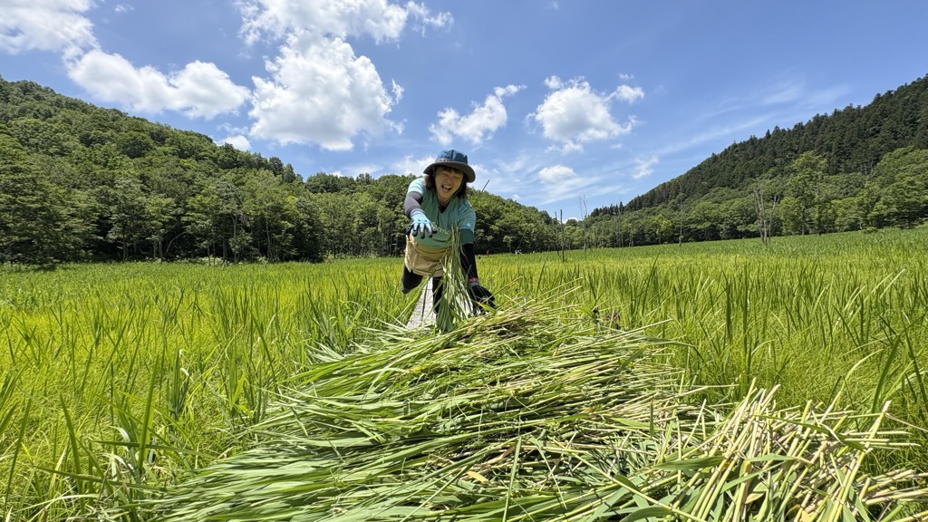 池ケ原湿原でボランティアによるヨシ刈り