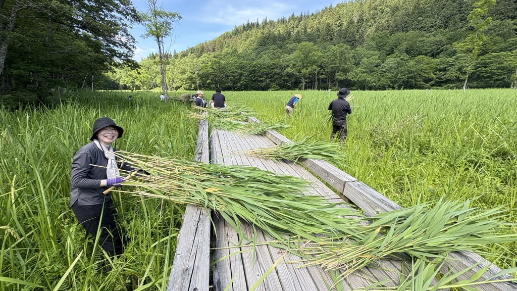 池ケ原湿原でボランティアによるヨシ刈り