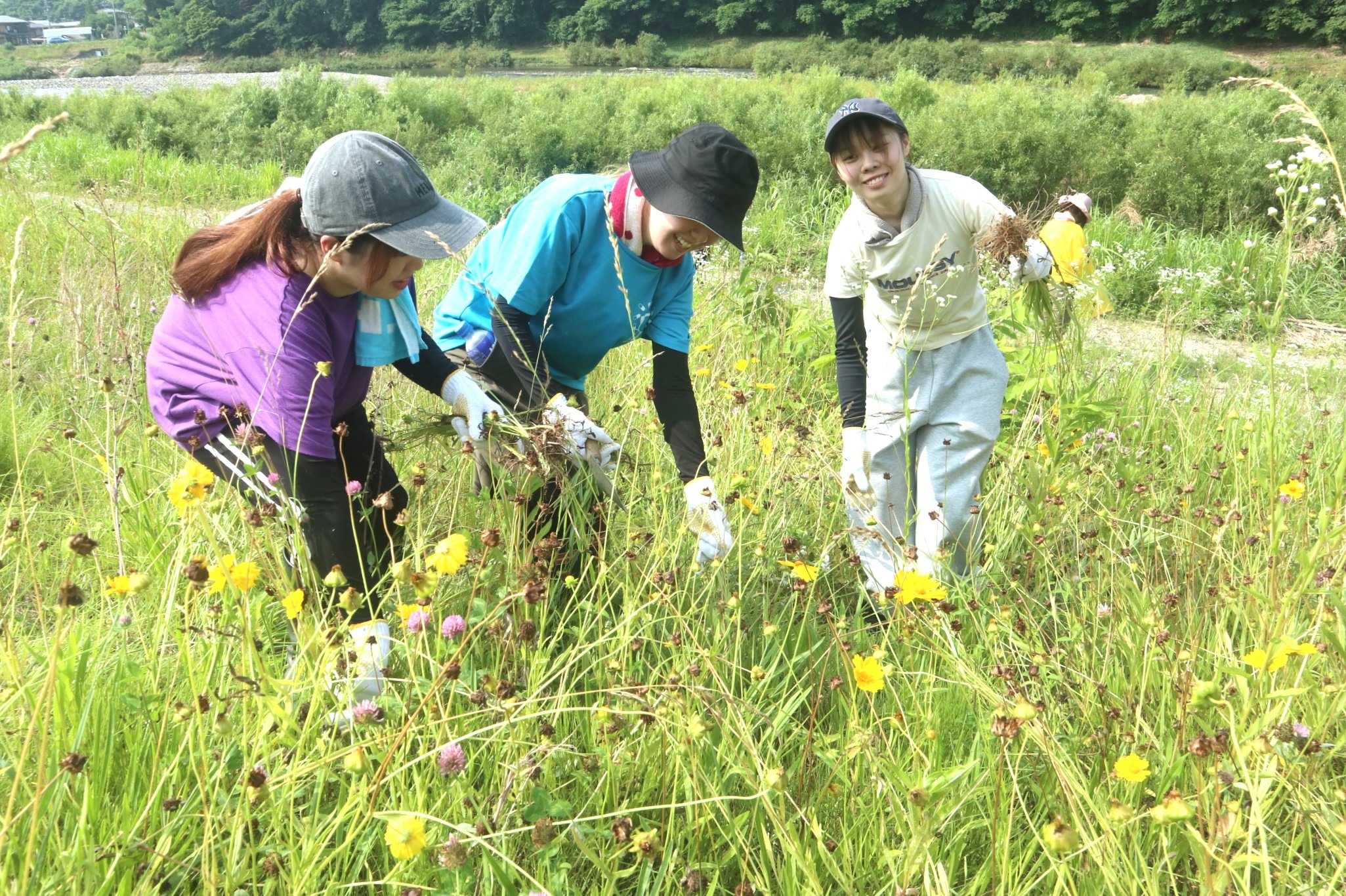 ニプロファーマ飛騨工場の社員が今年も外来生物駆除に汗を流しました