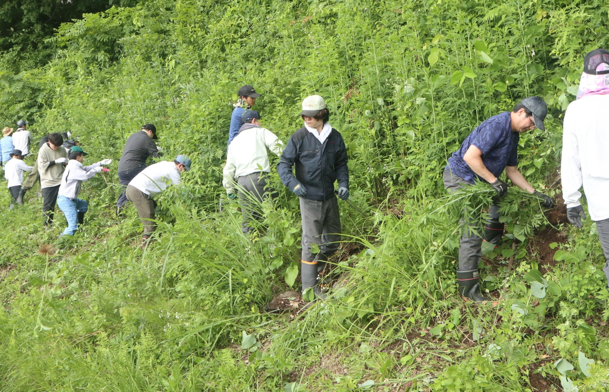 連合岐阜飛騨地協がオオハンゴンソウの防除作業を実施しました