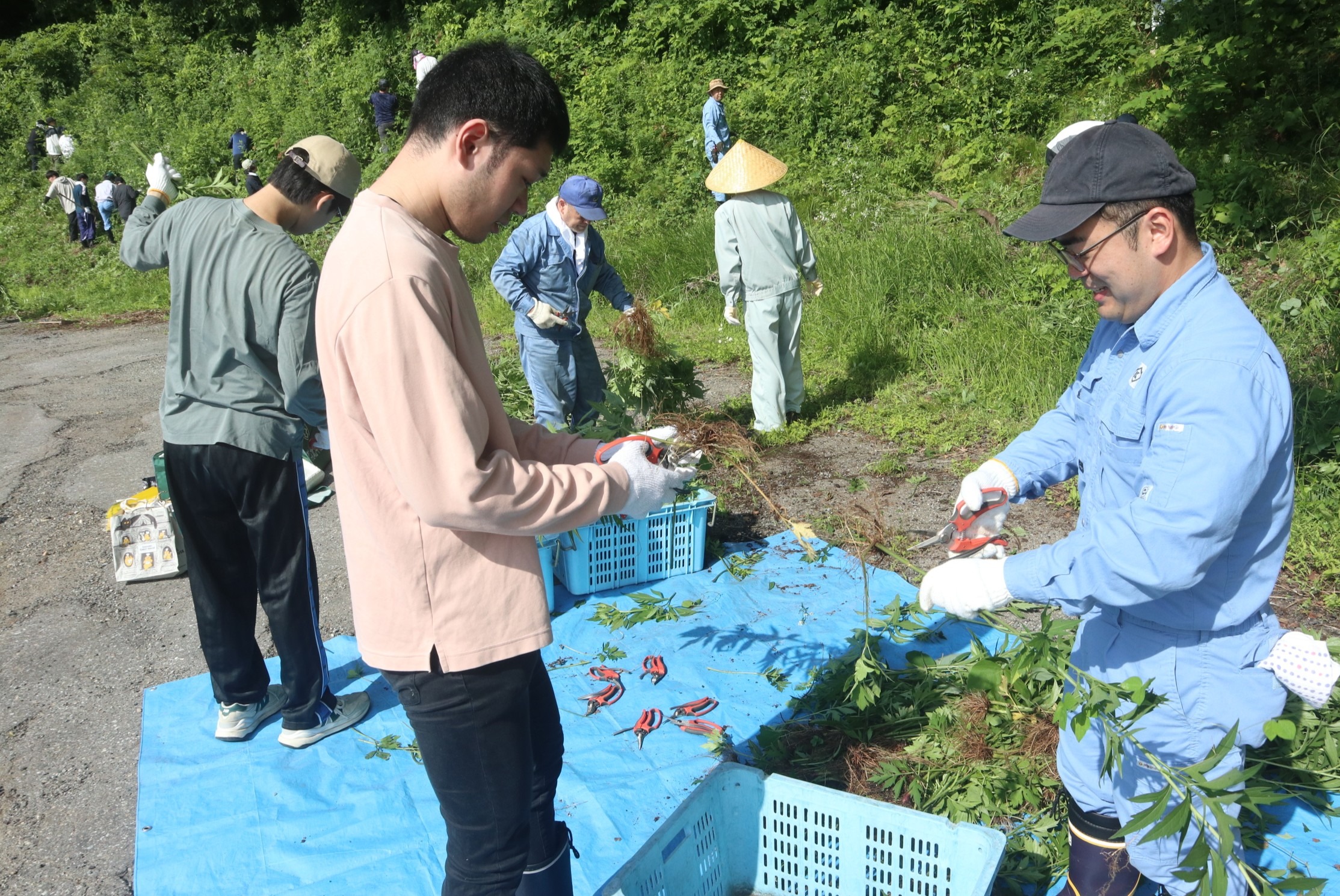 連合岐阜飛騨地協がオオハンゴンソウの防除作業を実施しました