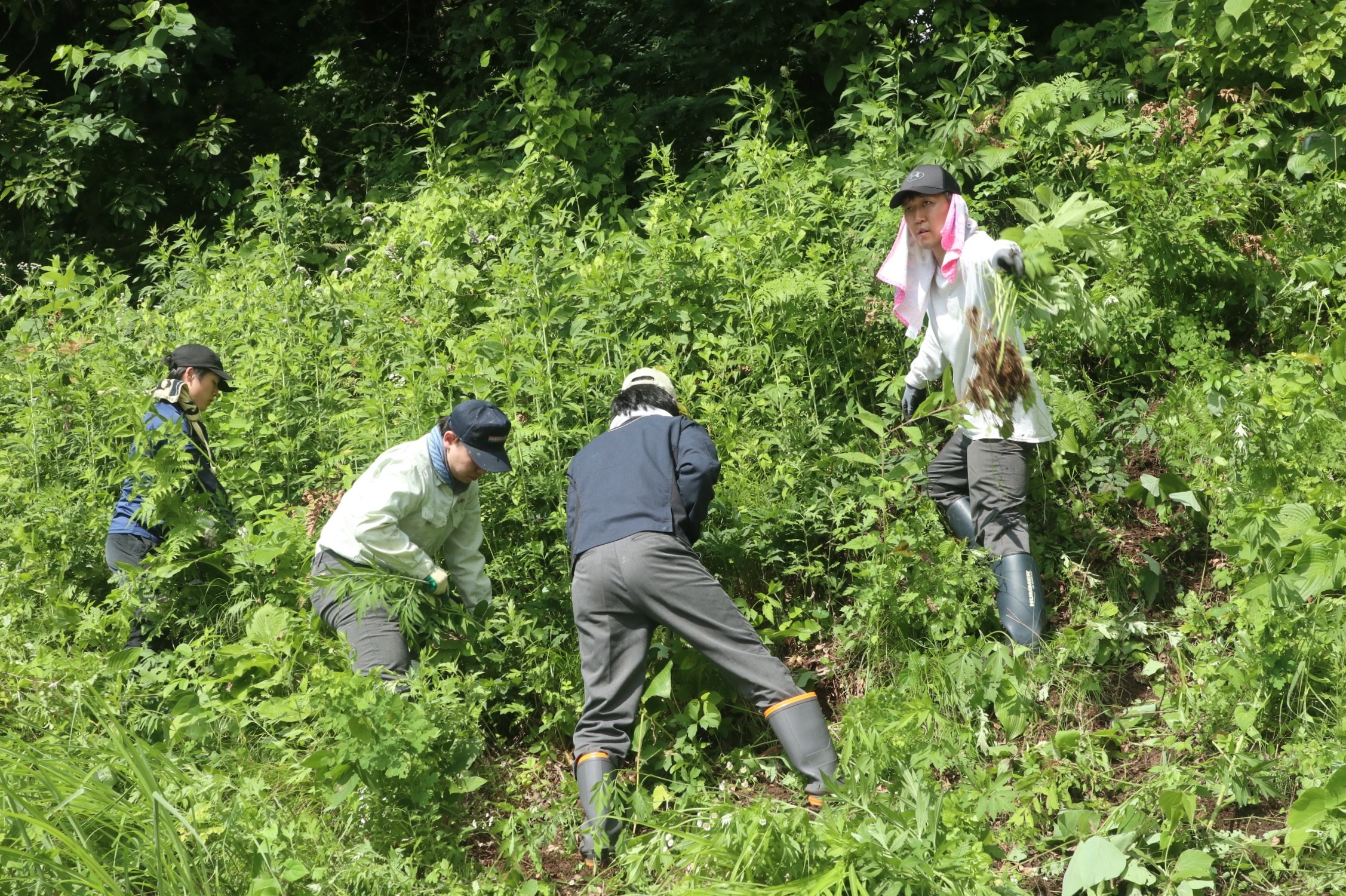 連合岐阜飛騨地協がオオハンゴンソウの防除作業を実施しました