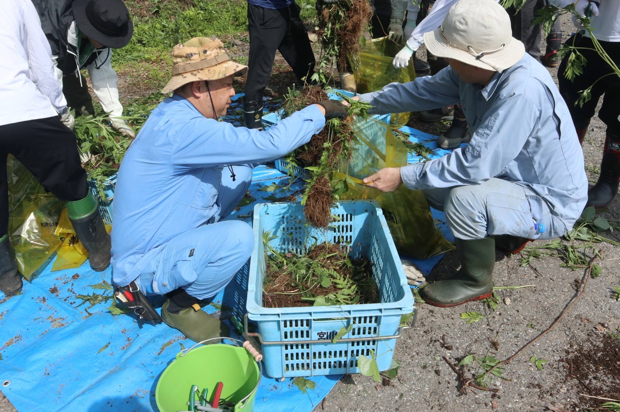 連合岐阜飛騨地協がオオハンゴンソウの防除作業を実施しました