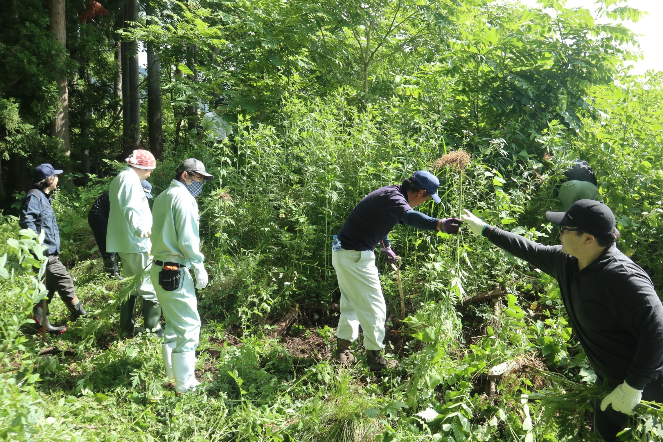 連合岐阜飛騨地協がオオハンゴンソウの防除作業を実施しました