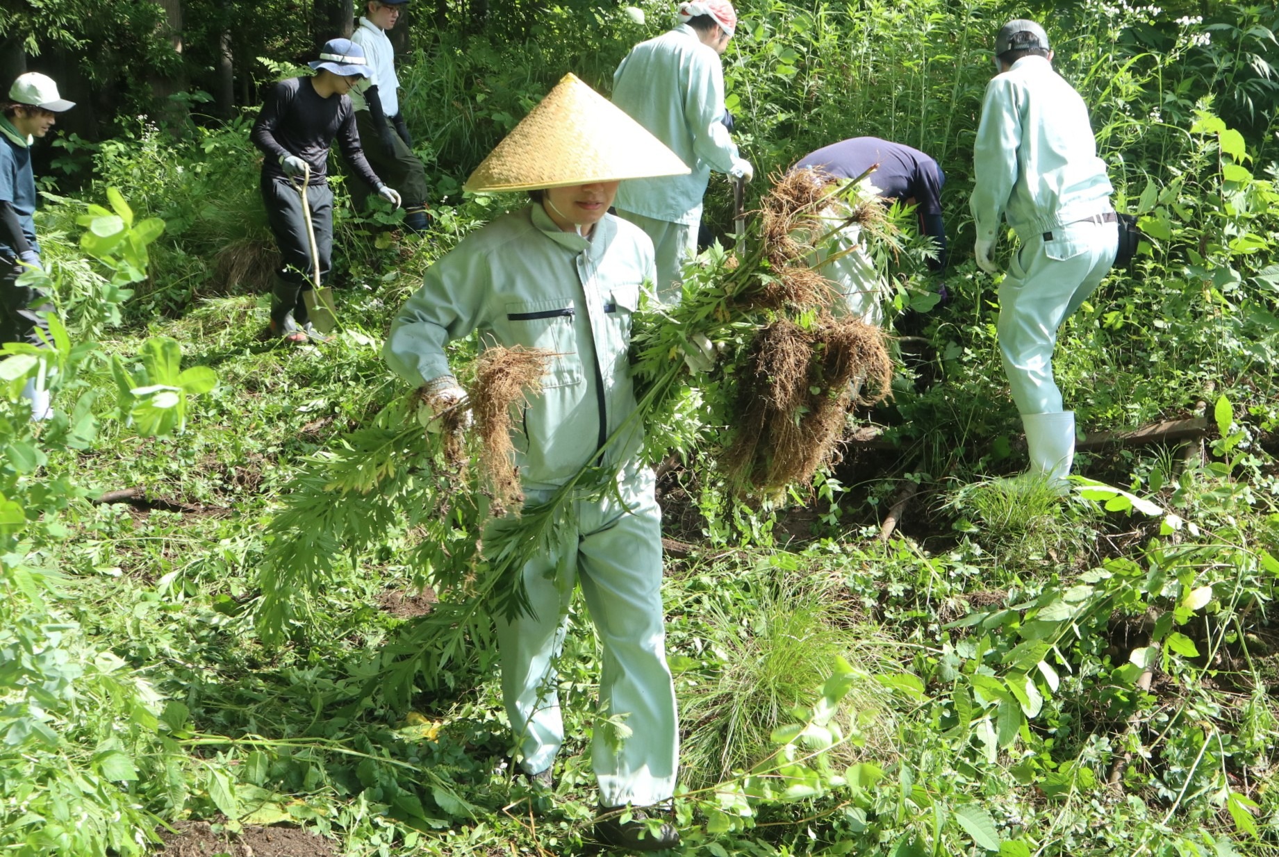 連合岐阜飛騨地協がオオハンゴンソウの防除作業を実施しました