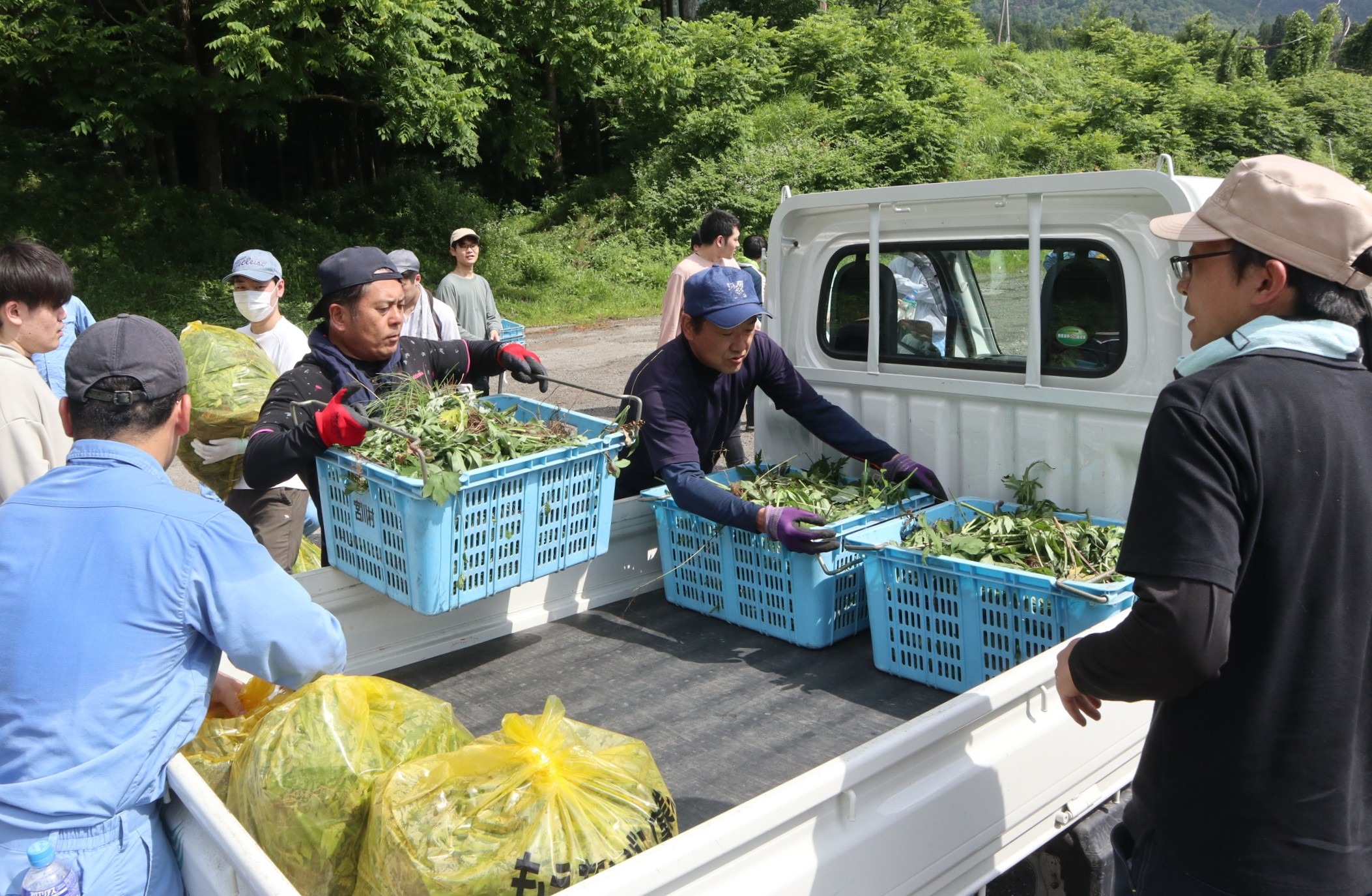 連合岐阜飛騨地協がオオハンゴンソウの防除作業を実施しました